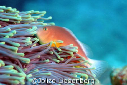 Red anemone fish at 7 Mile reef at Sodwana Bay, South Africa by Jolize Liebenberg 